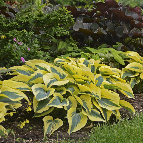 Hostas Sun Tolerant